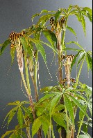 Arisaema ciliatum liubaense
